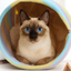 TUNEL PLEGABLE PARA GATOS - Trokales