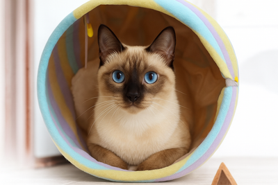 TUNEL PLEGABLE PARA GATOS - Trokales