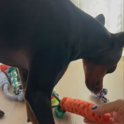 PACK DE TRES JUGUETES PARA PERROS